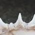 Great White Shark Baby Boom Observed On California Coast