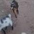 Goat Training Goats Fun