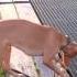 Life In France Pharaoh Hound Dog Play With Water Chien Du Pharaon Lévrier