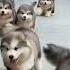 Cute Puppies Super Funny Alaskan Malamute Dogs