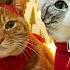 Frank Sinatra Jingle Bells Speed Up