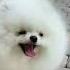Tuu Tu Tu Tu Cute Dog Shortviral Shortsvideo Shorts Viral Cutedogs Funnydogs Cuteanimals