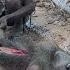 The ICONIC LIFE OF BUSHMEN Baboon Is One Of Favorite Soup Hadza Cooks For Breakfast