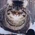 Cats Have Excellent Eyesight Shorts Cat Viral Animals Funny Catentertainment Cats