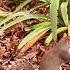 Baby Squirrel Eating Nutshell Viral Youtube Shorts Video Bgm Capturingmoments149