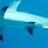 Hammerhead Shark Bites Shark Fisherman Off California Coast Newsy