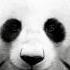 Desiigner Panda Slowed BassBoosted