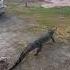 Alligator Tries Grabbing Fisherman S Catch