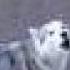 Six Siberians Howling