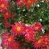Autumn Flowers In My Garden