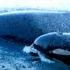 Orca Baby Boom Off Vancouver Island