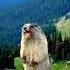 MARMOT SCREAMING MEME VOICE