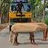 Two Cows Came In The Middle Of The Road