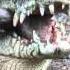 Saltwater Crocodile Eating A Pigs Head