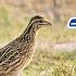 Rain Quail Female Sound 2025 Chinrga Madi Batair Ki Awaz 2025 Bater Ki Awaaz