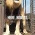 How To Unload LIONS Wildlife Animal Fun