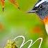 Top 20 Most Romantic Instrumental Melodies Great Golden Instrumentals For Fall