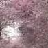 CHERRY BLOSSOM