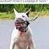 Dog S Scary Muzzle Has Neighbors Crossing The Street