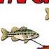 I Almost Missed This Mega School Of Bass On My Fish Finder