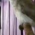 Burung Trucuk Gacor Suara Mirip Cucak Rowo Jowo