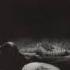 Joy Division Closer 1980 Full Album