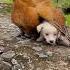Before After Animals Growing Up Amazing Animal Animals Animaltransformation Shorts