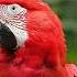 Adult Swim Bump Still Shot Of A Macaw In The Jungle FANMADE
