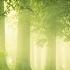 Relaxing Forest Music The Green Woodlands Magical Enchanting