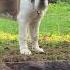 Saint Bernard Dog Puppy Discovering His Voice How To Bark Louder