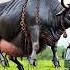 A Black Cow Fell Into Huge Well Rescued By Farmers Humanity Animals Cow Cowlover Help Rescue