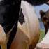 COW VIDEO COWS MOOING AND GRAZING IN A FIELD Cow Video