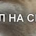 ЗООФИЛ НА СЕРВЕРЕ
