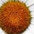 Chris Barber Feat Monty Sunshine Petite Fleur