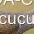 Adda Canta Cucu