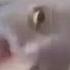 Cat M O A N S