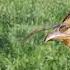 Female Quail Sound Madi Batair Ki Awaz Batair Karkaree Vol 7 Yaseenshikari