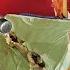 Kid Temper Tantrum Bedroom Destroyed By Little Sister Original