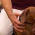 Top 5 Most Intense Dog Showdowns Dog Whisperer Compilation