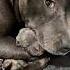 Petra S Loving Embrace With Her Newborn Puppies Full Litter Revealed Truth Set Straight