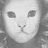 Mr Kitty Mother Mary Remastered
