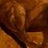 Paleowolf Entelodon Cenozoic 2021