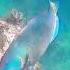 Parrotfish Eating Coral