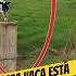 Vacas Que Se Suben A Los Palos Enigmatik