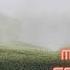 ORGANIC HOUSE Rainy Downtempo Anatolia Chill Deep Cafe Oriental ECLER Warm Zoom MS 70CDR