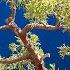 Styling A Challenging Juniper Bonsai W XaviersBonsaiRetreat