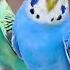 4 Hours Of Budgie Sounds To Comfort Your Lonely Or Sad Birds Relaxing Chirping For Happy Pets