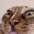 Cat Ringtone Cute Funny Newmemes Meme Funnymemes Comedymemes Youtubeshorts Shortvideo