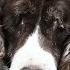 This Blind Pup S Halo Is More Than Practical Because She S Actually An Angel