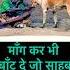 Street Dog Shortsfeed Streetdog Shortsvideo Youtubeshorts Dog